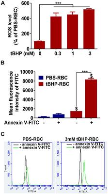 Insights Into the Mechanisms of Brain Endothelial Erythrophagocytosis